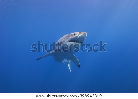 Great white shark from below head-on in clear blue water.