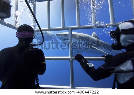 Great white sharks in clear blue water with scuba divers in a diving cage in the front.