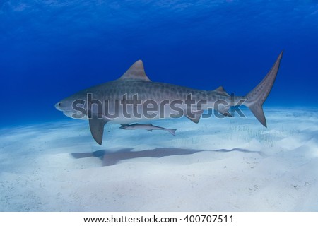 Tiger shark close to the ground in clear blue water with shadow on the sand.