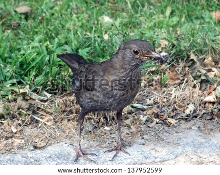 Female Common (European) Blackbird finding food for young