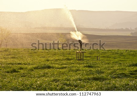Irrigation spray point in rye field
