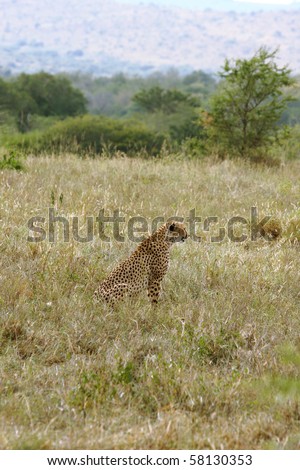 Cheetah in the long grass in South Africa, Hluhluwe National Park, South Africa.