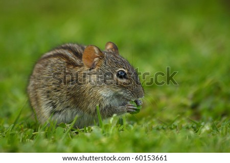 Wild Field Mouse