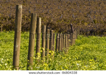 Fence posts for vines among spring flowers