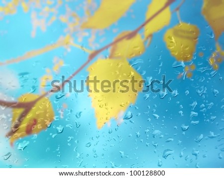 Drops of rain on the window and autumn birch leaves with blue sky. Shallow DOF.