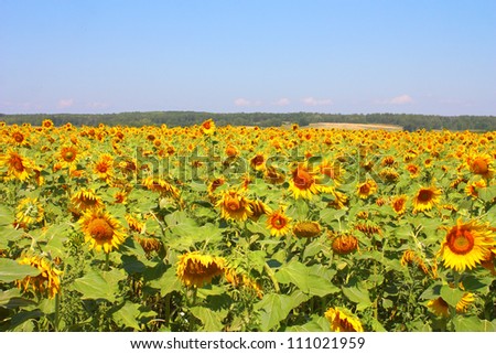 Summer sunflowers field under the hills