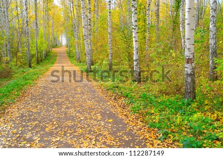 Beautiful landscape with path in autumn birch grove