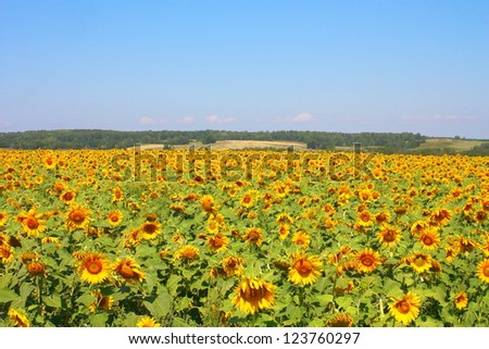 Sunflowers field under the hills. Beautiful summer landscape.