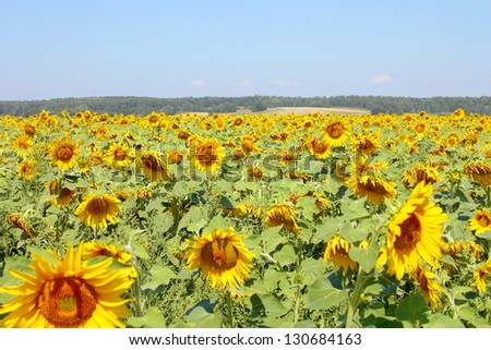 Sunflowers field under the hills.