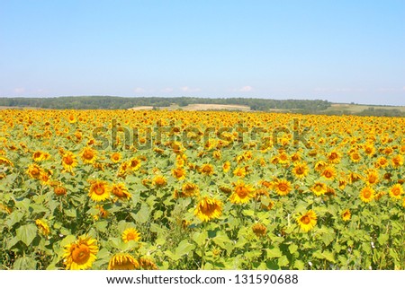 Beautiful sunflowers field under the hills. Summer landscape.