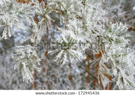 Twig of pine hoar-frost covered, shallow DOF