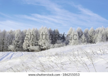 Beautiful winter landscape, snow covered trees