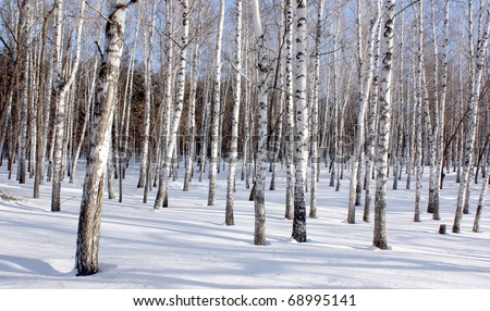 Winter. Birch grove.