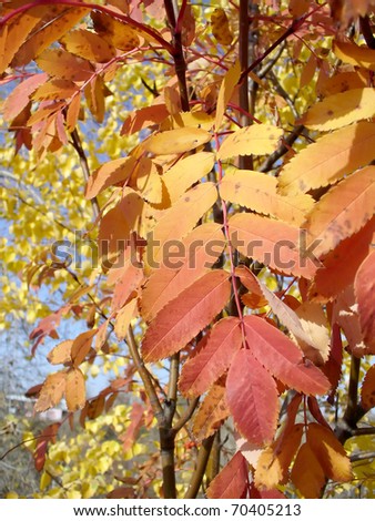 Autumn rowan tree with color leaves.