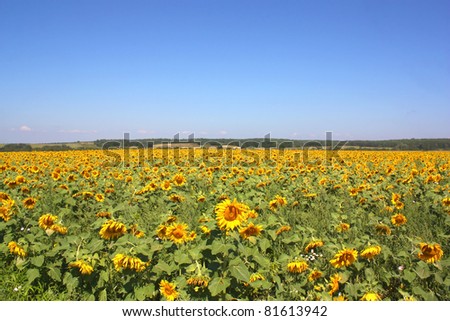 Sunflowers field under the hills