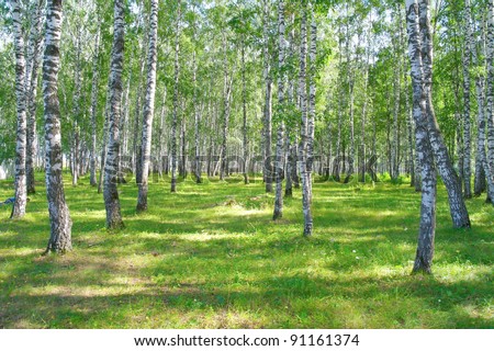 In summer birch grove