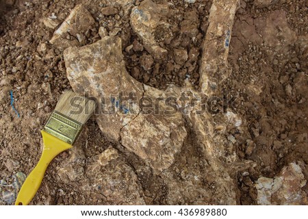 brush Skeleton and archaeological tools. dig dinosaur real fossil