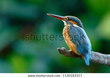 The common kingfisher (Alcedo atthis) wetlands birds\'s colored feathers from different birds that live in ponds, swamps. Clamp winter migratory birds stayed about 3 months, Bang Poo, Thailand.