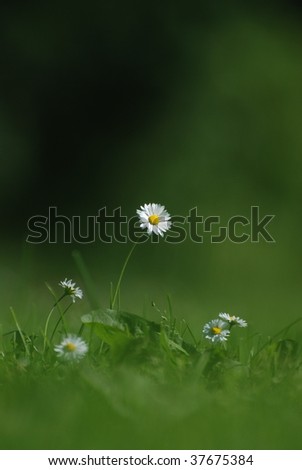 Single flower in a sea of grass