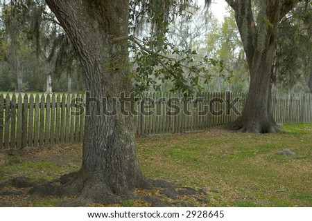 Live oaks along a country fence, with dried moss hanging from them