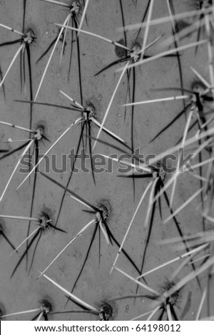 Arizona desert cactus, close-up on spikes, in black & white