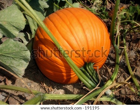 Pumpkin in Pumpkin Patch