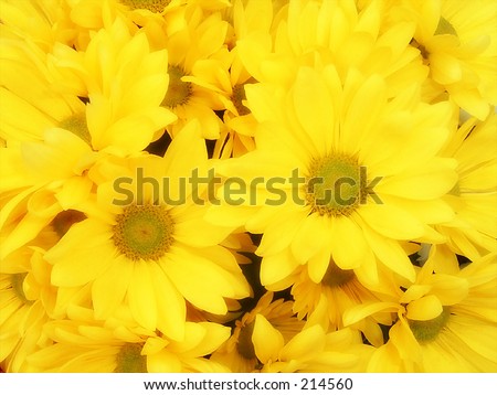 daisy wallpaper. Yellow Daisy Wallpaper