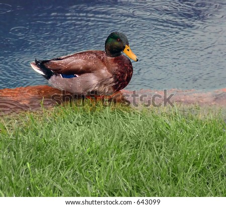 Mallard duck by urban water feature