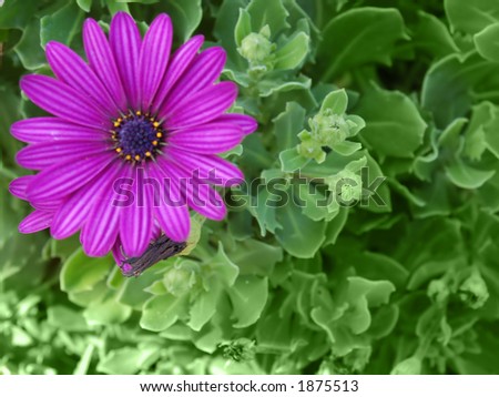 Flower Title Background
