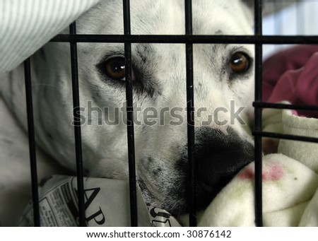 Animal Shelter Orphaned Pet