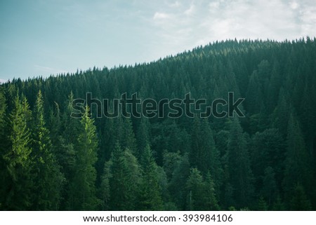 Spruce Forest Landscape