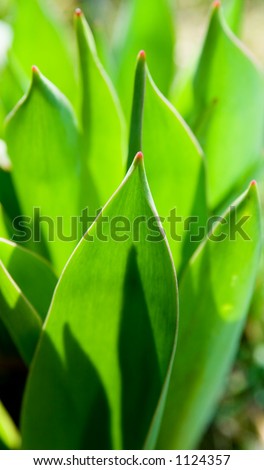 Tulips Leaves