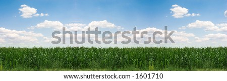 Corn filed panorama on sunny day, blue sky with clouds