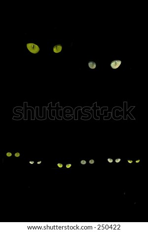 Cats eyes on a black background