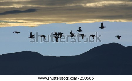 Birds flying over silhouetted landscape