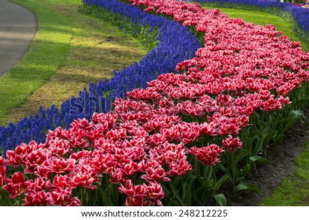 Muscari flowers in holland garden Keukenhof, Netherlands