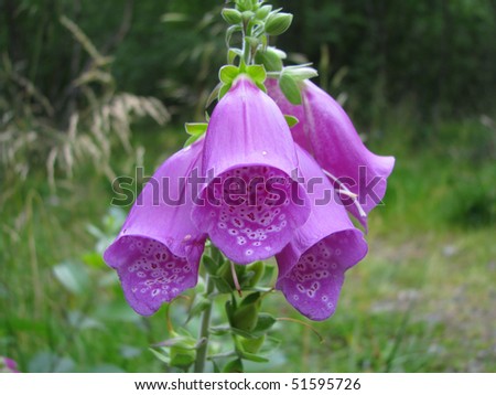 Pink Foxglove