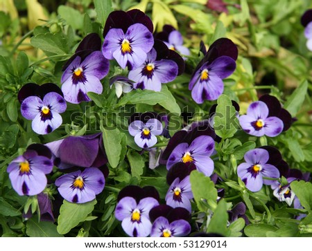 violet viola flowers