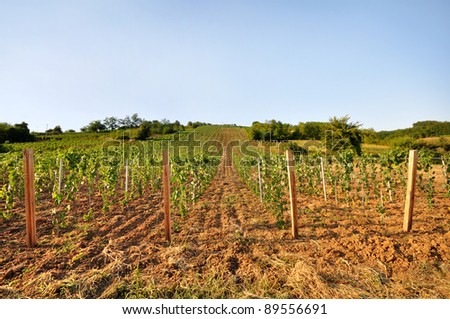 young vineyard with arable land and blue sky