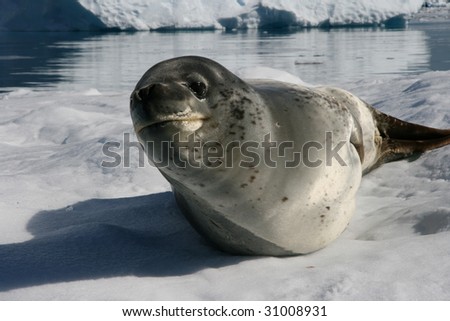 Leopard seal laying on iceberg