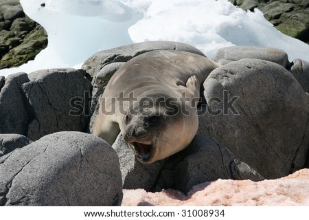 Wendell seal molting resting on rocks.  Snow is red from Penguin guano