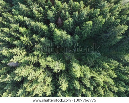 Green forest tree tops birds eye view - Spruce forest drone photo - Forestry industry aerial picture