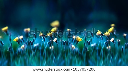 Floral summer spring background. Yellow dandelion flowers close-up in a field on nature on a dark blue green background in evening at sunset. Colorful artistic image, free copy space.