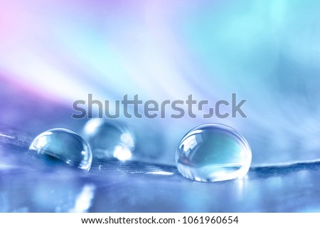 Beautiful transparent drops of rain water on a feather on a blue and violet background, macro, copy space. Bright colorful artistic image of nature.