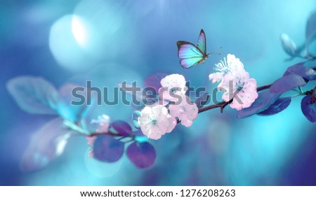Beautiful blue butterfly in flight and branch of flowering apricot tree in spring at Sunrise on light blue and violet background macro. Amazing elegant artistic image nature in spring.