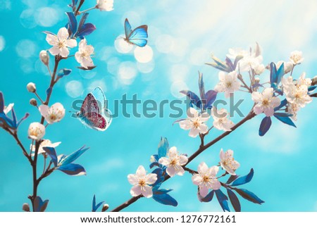 Beautiful branch of blossoming cherry and blue butterfly in spring at Sunrise morning on blue background, macro. Amazing elegant artistic image nature in spring, sakura flower and butterfly.