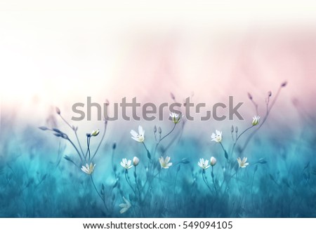 Small white flowers on a toned on gentle soft blue and pink background outdoors close-up macro . Spring summer floral background. Light air delicate artistic image.