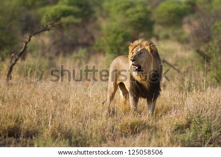 Lenyalo male lion on Madikwe game reserve