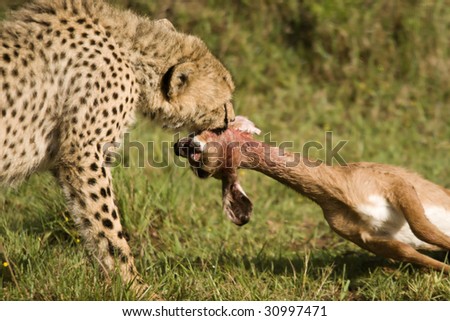 Young cheetah learning the art of the kill.