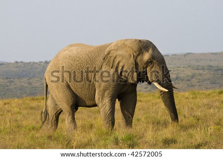 Male elephant on the plains.